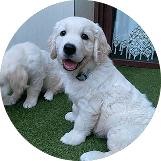 Cachorro Golden Retriever